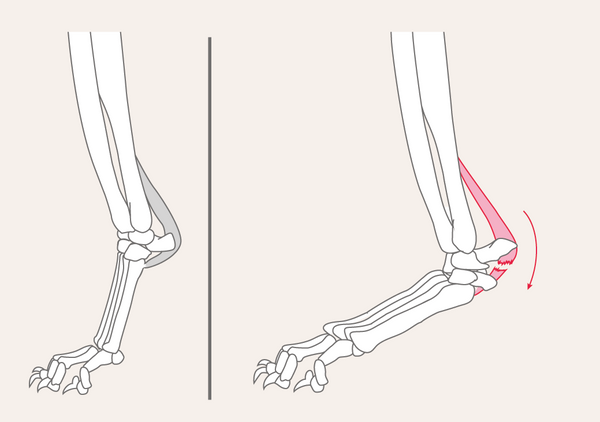 Hyperextension Hund HerzensTier