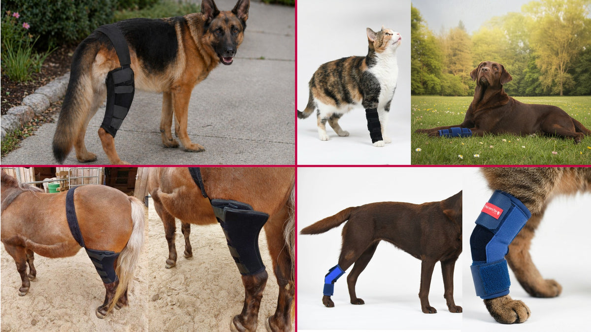 Individuelle Tierbandagen Grafik