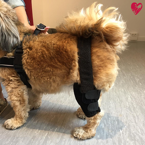 Kniebandage nach Maß bei Kreuzbandriss, -anriss, Arthrose, Patella Luxation