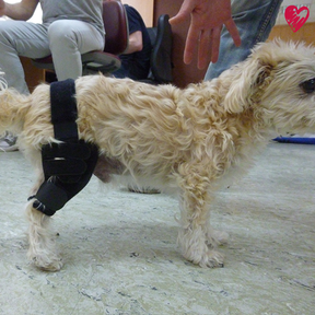 Kniebandage nach Maß bei Kreuzbandriss, -anriss, Arthrose, Patella Luxation