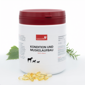 Kondition und Muskelaufbau Hauptbild