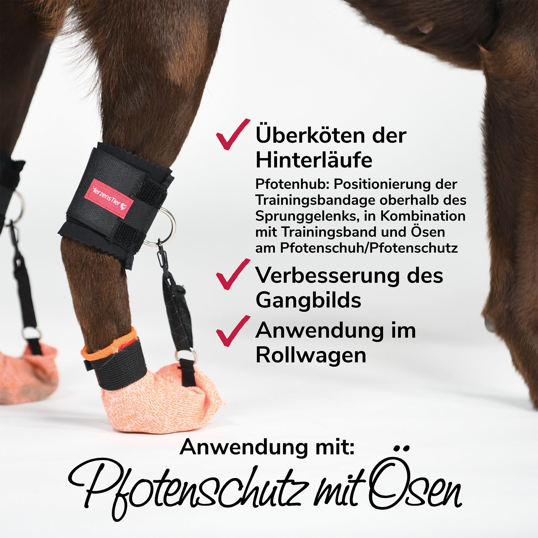 Trainingsbandage Anwendung mit Pfotenschutz mit Ösen