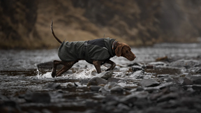 Ein brauner Hund rennt im grauen Non-stop dogwear Wollmantel durch einen Fluss. Der ergonomische Hundemantel schützt die Muskeln optimal vor Kälte und Nässe bei Outdoor-Aktivitäten.