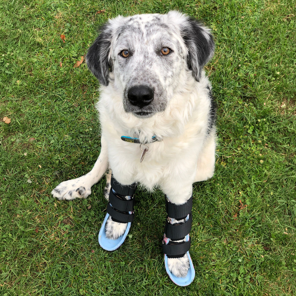 Orthese Vorderläufe Hund