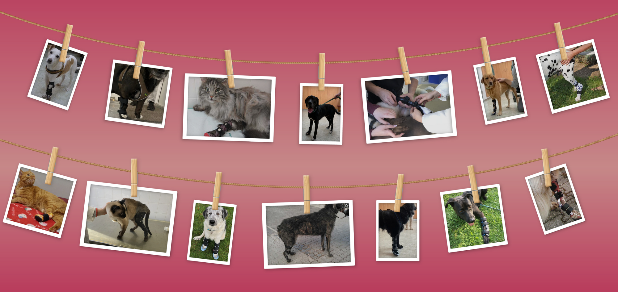 HerzensTier Orthesen