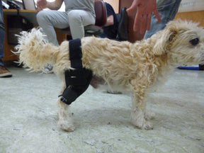 Kniebandage nach Maß bei Kreuzbandriss, -anriss, Arthrose, Patella Luxation