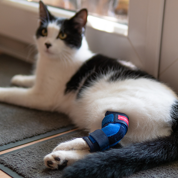 Sprunggelenkebandage Schaumstoff für Katzen