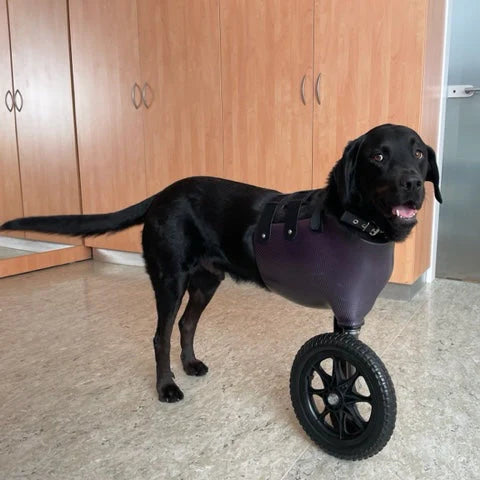 Vollprothese Hund Komplettamputation