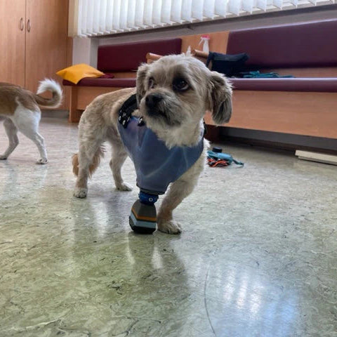 Vollprothese mit Stab Hund