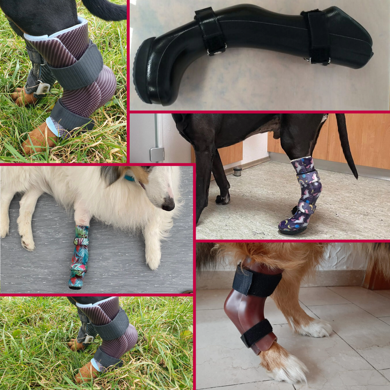 Zweischalen Orthese Hund