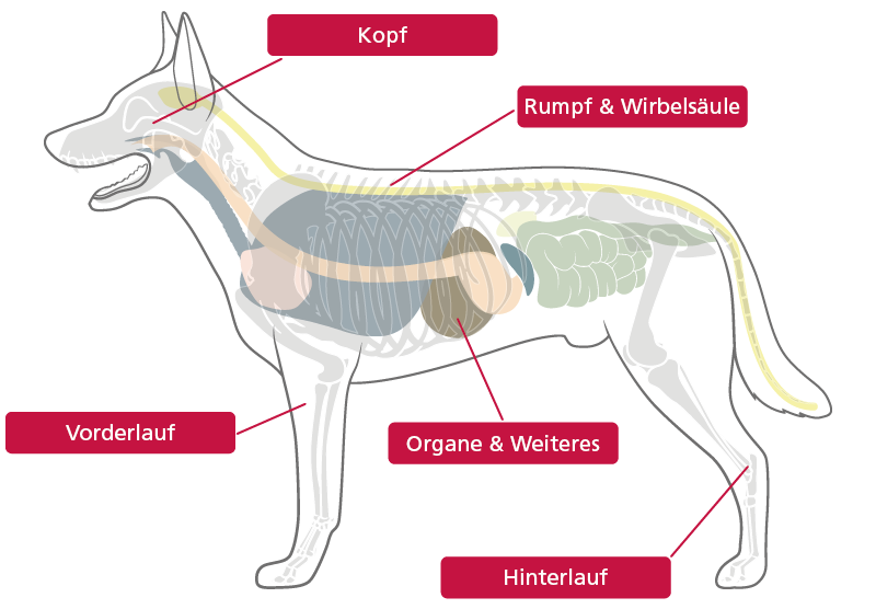 Anatomie Hunde HerzensTier