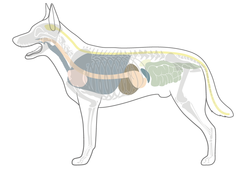 Anatomie Hunde Mobile HerzensTier