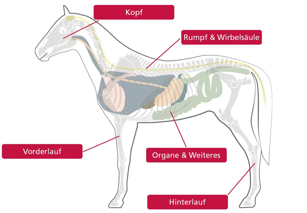 Anatomie Pferde HerzensTier