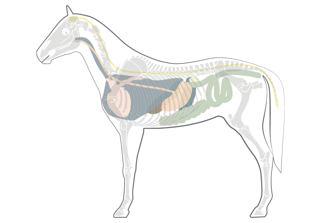 Anatomie Pferde Mobile HerzensTier