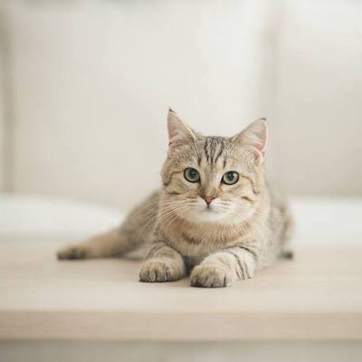 HerzensTier Für Katzen