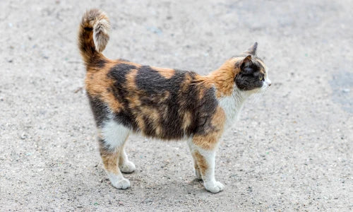 Katzen Bild zur Demonstration für die Bandagen