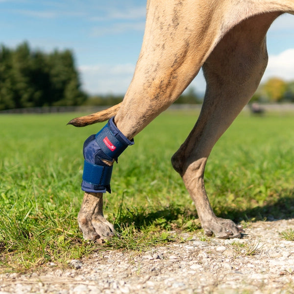 Hunde Bandagen HerzensTier