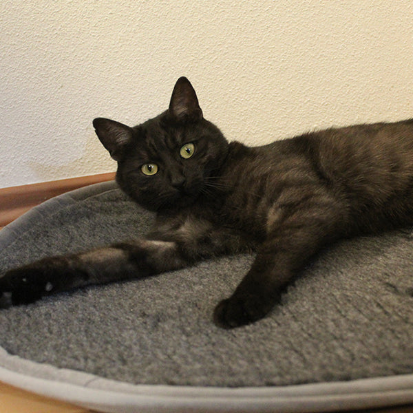 Katzenbetten