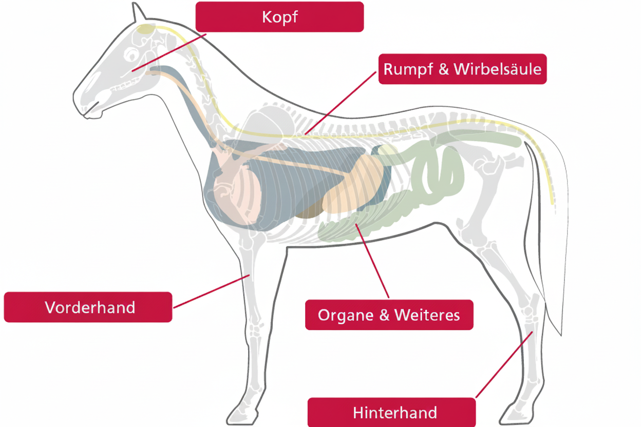 Pferde-Anatomie mit Vorderhand und Hinterhand
