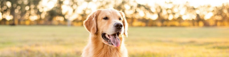 Slider Hunde HerzensTier