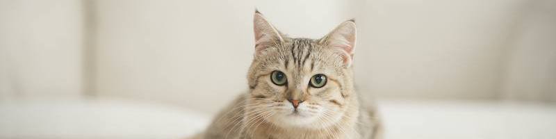 Slider Katzen HerzensTier