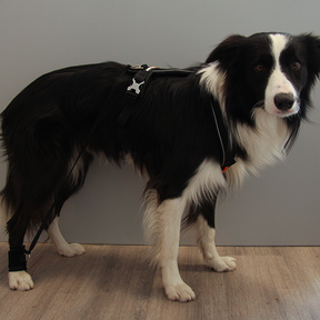 Trainingsbandage