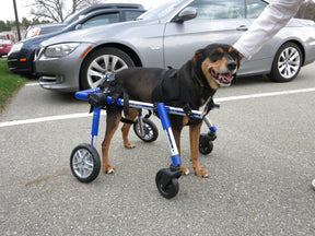 Walkin' Wheels Frontanbau 12 - 31 kg (für Hunde-Rollwagen)