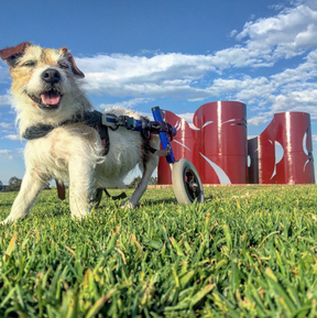 Walkin' Wheels Rollwagen für Hunde & Katzen mit 6 - 11 kg
