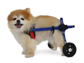 Walkin' Wheels Rollwagen für Hunde/Katzen mit 1 - 5 kg