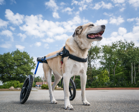 Walkin' Wheels Rollwagen für Hunde mit 32 - 82 kg