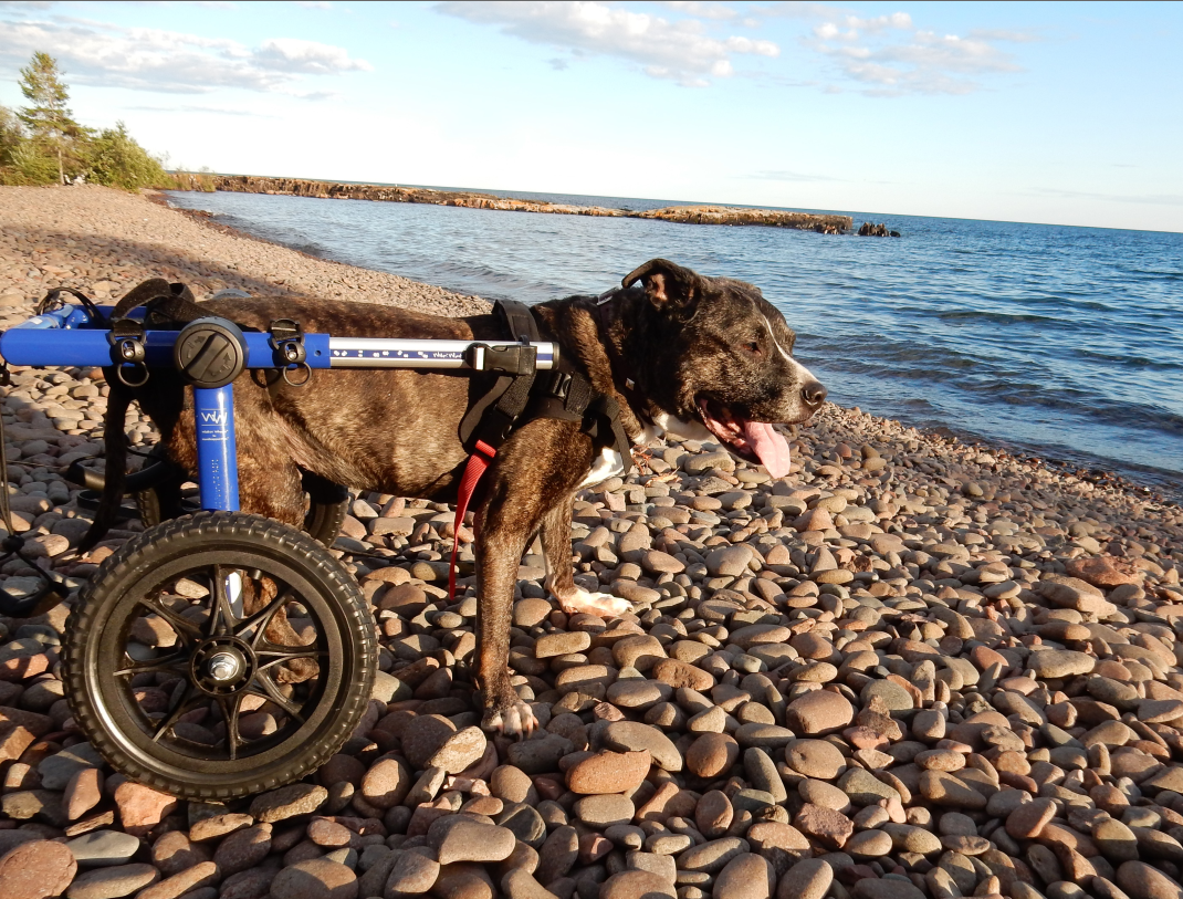 Walkin' Wheels Rollwagen für Hunde mit 12 - 31 kg