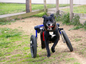 Walkin' Wheels Rollwagen für Hunde mit 12 - 31 kg