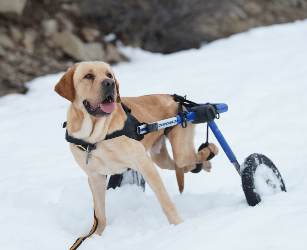 Walkin' Wheels Rollwagen für Hunde mit 32 - 82 kg
