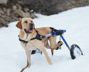Walkin' Wheels Rollwagen für Hunde mit 32 - 82 kg