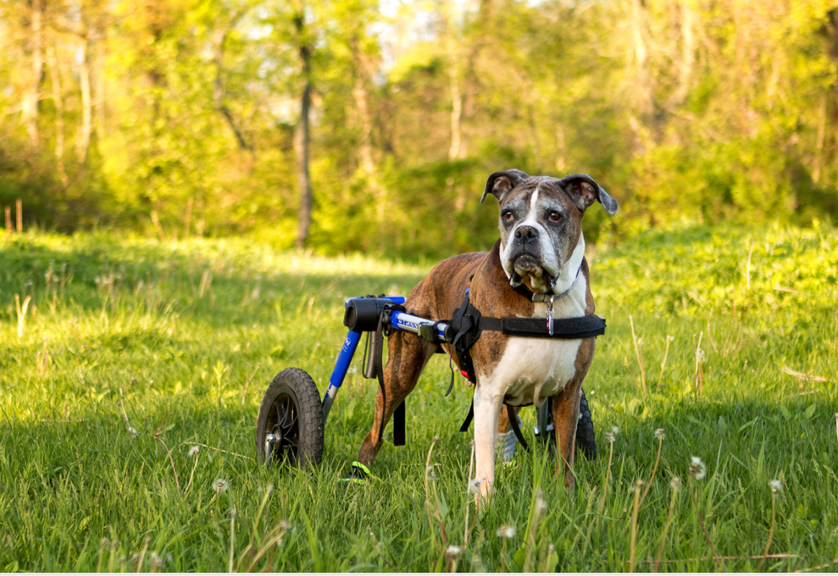 Walkin' Wheels Rollwagen für Hunde mit 12 - 31 kg