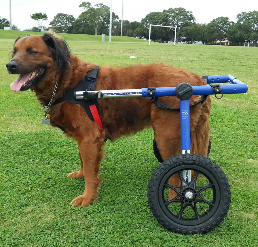 Walkin' Wheels Rollwagen für Hunde mit 32 - 82 kg