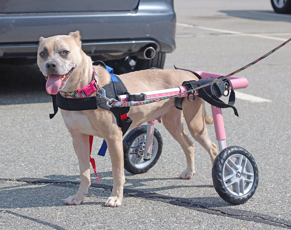 Walkin' Wheels Rollwagen für Hunde mit 12 - 31 kg
