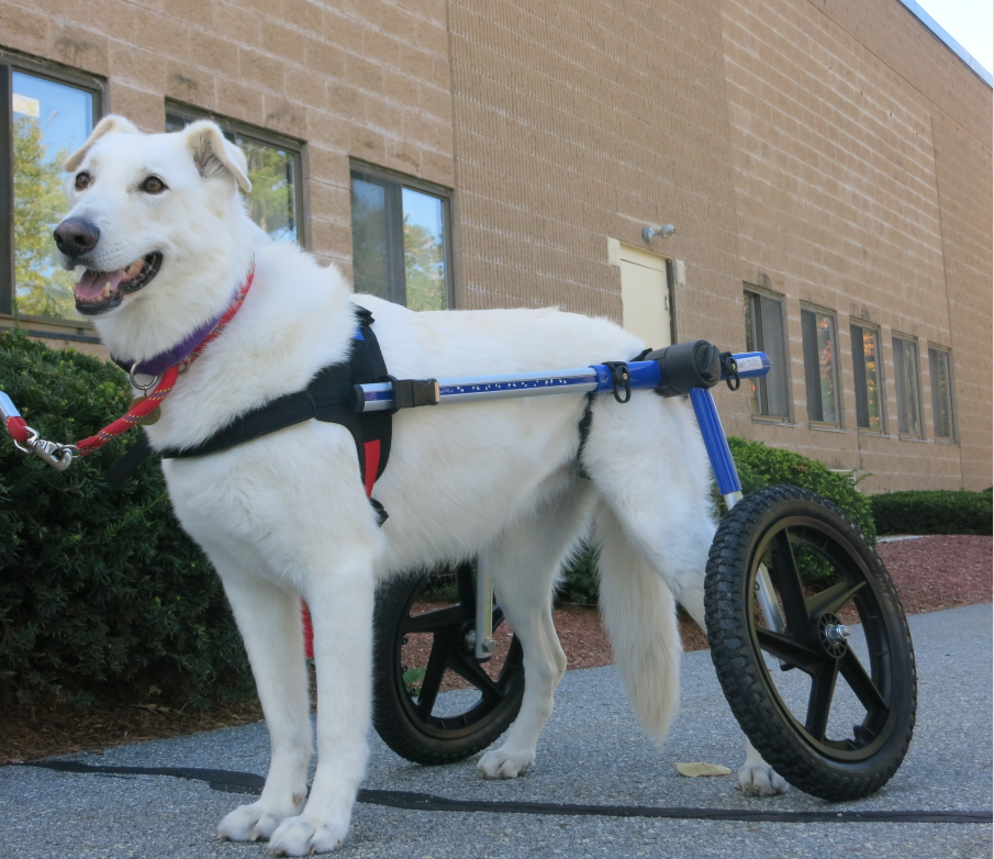 Walkin' Wheels Rollwagen für Hunde mit 32 - 82 kg
