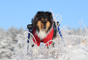 Walkin' Wheels Rollwagen für Hunde mit 32 - 82 kg